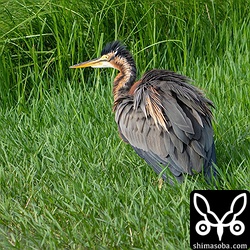 ムラサキサギ成鳥。