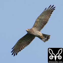 サシバのメス成鳥。