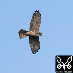 サシバの幼鳥。