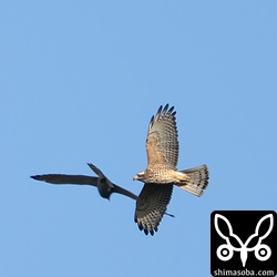 サシバの幼鳥。