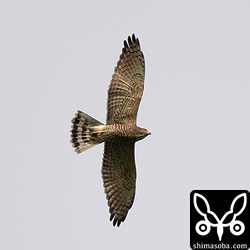 サシバのオス成鳥。市街地上空でも多くのサシバが舞っていました。