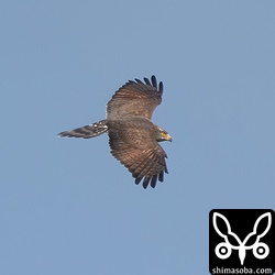 サシバのメス成鳥。