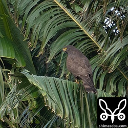 縄張りに侵入してきたほかの個体に睨みを利かせているようでした。