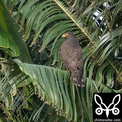 暗色型サシバは、めちゃくちゃ遠くの芭蕉に止まっていました。