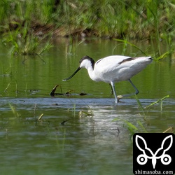 気温が高く大気が揺らいでもやもやですね。^^;