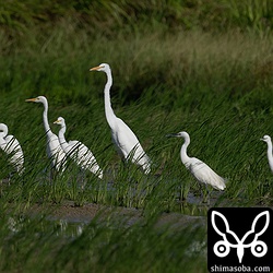 チュウダイサギ、チュウサギ、コサギ。