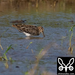 タシギ幼鳥。黒っぽくてかっこいい個体でした。