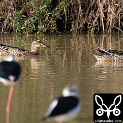 シマアジ成鳥。