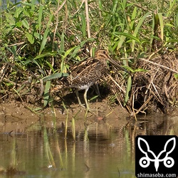 こちらもタシギ幼鳥。