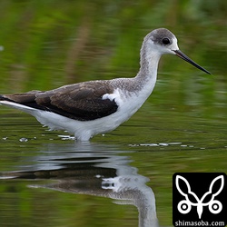セイタカシギ幼羽から第1回冬羽へ。