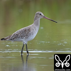 オグロシギ第1回冬羽。