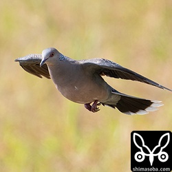 キジバトが横切った。巣材運びしている個体もいます。