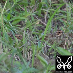 毎年、群れで入る田んぼで数羽を確認。