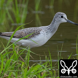 アオアシシギ第1回冬羽。
