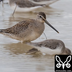 今季初のオオハシシギ。第1回冬羽でした。