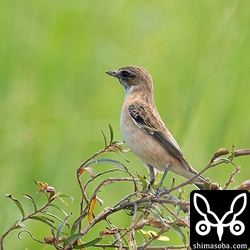 複数個所に複数羽飛来していました。