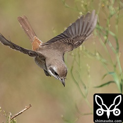 目の前で狩りをしていました。獲物は茶色っぽいバッタ。