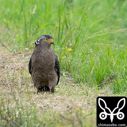 カンムリワシ成鳥。