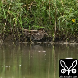 こちらもタシギ幼鳥。ジシギはタシギだけになってしまいました。