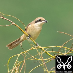 上と同個体。第1回冬羽。