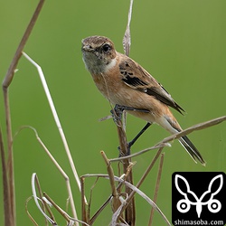 ノビタキも今季初。