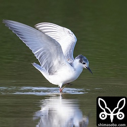 こちらもクロハラアジサシ幼鳥。まだ残っているクロハラアジサシはほとんで幼鳥です。