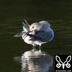 ハマシギは複数個所で十数羽確認。