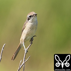 警戒心の弱いシマアカモズ第1回冬羽。