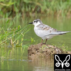 クロハラアジサシ幼鳥。