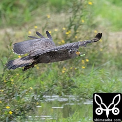 上と同個体。足環付き。スズメガの幼虫をくわえています。
