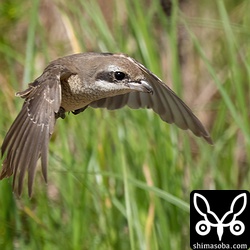 獲物めがけて急降下。