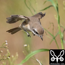 またまた急降下。