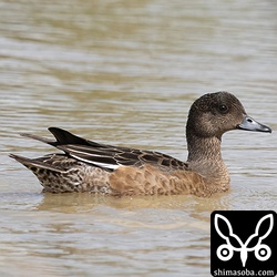 今季初のヒドリガモ。