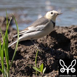今季初のホオジロハクセキレイ。幼羽から第1回冬羽へ移行中。