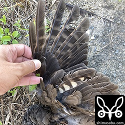 こちらは勤め先近くの住宅街で見つけたアオバズクの死骸。場所的に移動個体だと思われます。