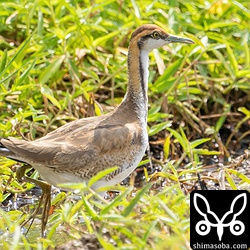 警戒心のあまりない個体ですぐ近くまでやってきました。