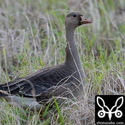 稲の残った田んぼに移動して米を食っていました。