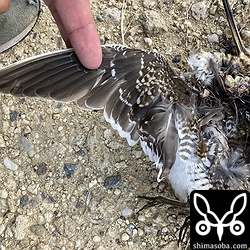 タシギ幼鳥の死骸がありました。カタグロトビがよく現れるので餌食になったのかもしれません。
