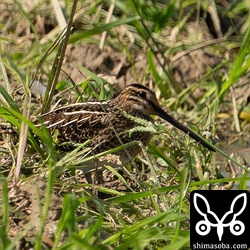 タシギ幼鳥。ジシギはタシギ以外は見当たらなくなり寂しい限りです。