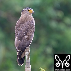 畑のスプリンクラーにとまるカンムリワシ。