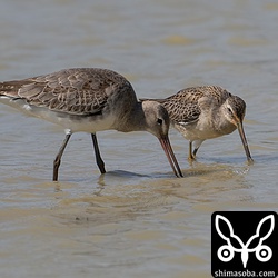 オグロシギとオオハシシギ。両方とも幼鳥です。