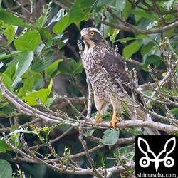 サシバの幼鳥は2羽いました。