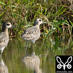 ムナグロ幼鳥。猛禽が増えてきて不安なようでした。