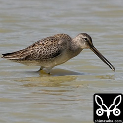 小さな巻貝を食っていました。