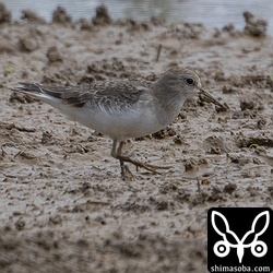 オジロトウネン幼鳥。