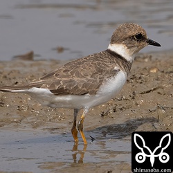 コチドリ冬羽。