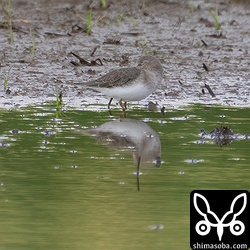 オジロトウネン冬羽。