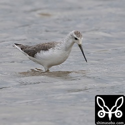 コアオアシシギ第1回冬羽。