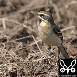 (キマユ)ツメナガセキレイ第1回冬羽。