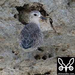 ダイゼン成鳥冬羽。